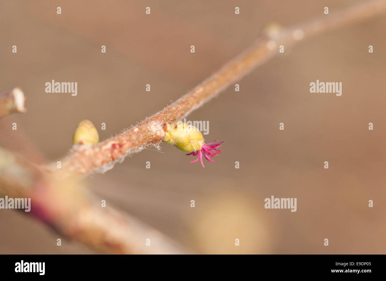 A single small red flower of Hazel, a harbinger of spring against a drab winter brown background Stock Photo