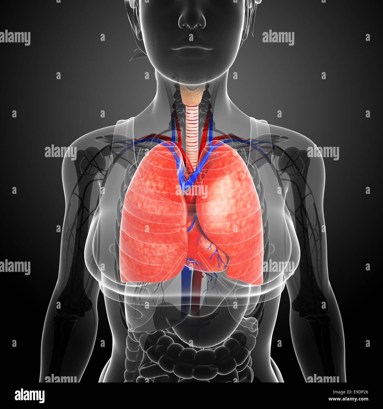 Illustration of male lungs anatomy Stock Photo - Alamy