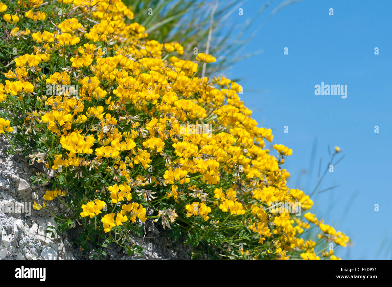 A bright yellow clump of Horseshoe Vetch against a blue sky taken on a sunny summer day on the South Downs at Eastbourne Stock Photo