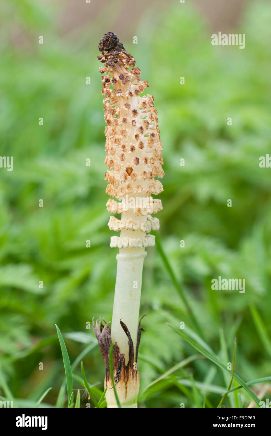 The 'flower' - strobilus- of a Horsetail taken at Cheshunt, Herts Stock Photo