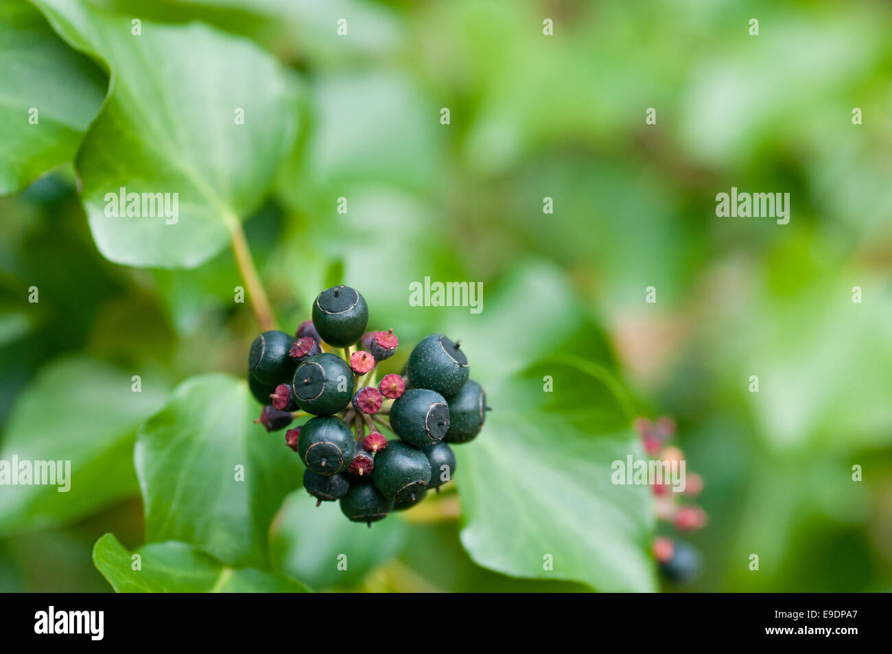 A cluster of Ivy berries against a back of green foliage Stock Photo