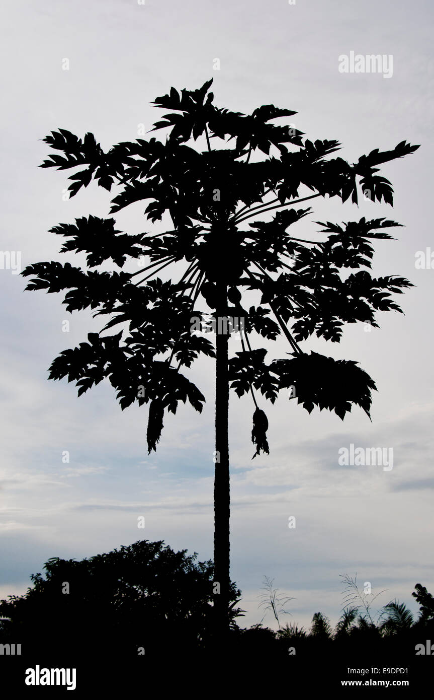 Silhouette of a Papaya tree against a gray sky taken near Bobiri in Ghana Stock Photo