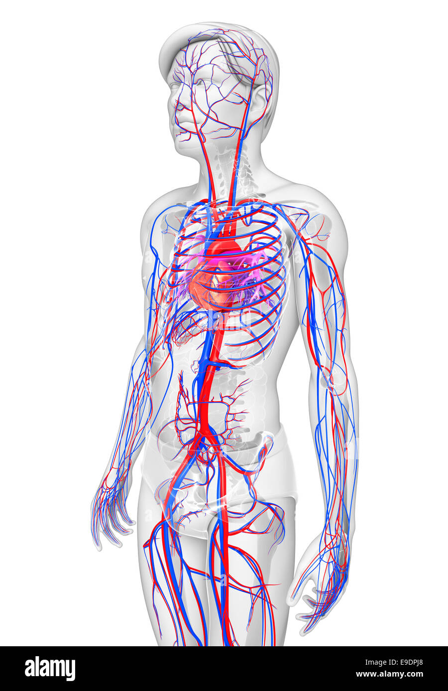 Illustration of Male circulatory system Stock Photo - Alamy