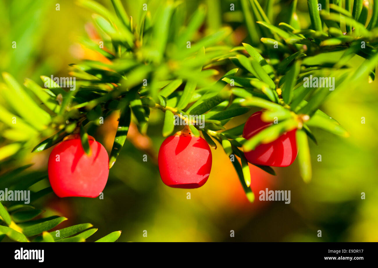 Red Yew berries against the green background of the tree's leaves Stock Photo