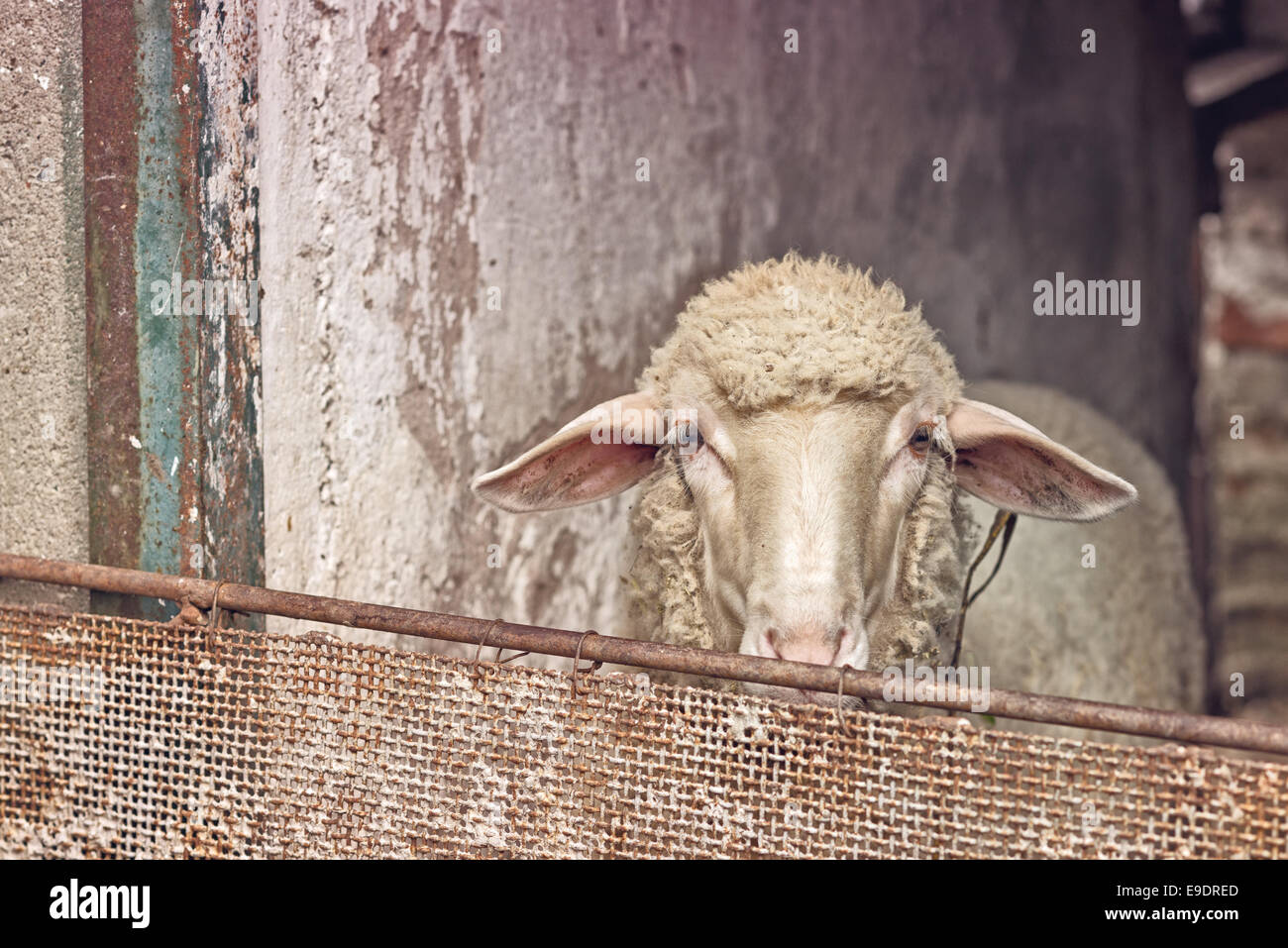 Sheep in a barn looking out behind the fence. Stock Photo