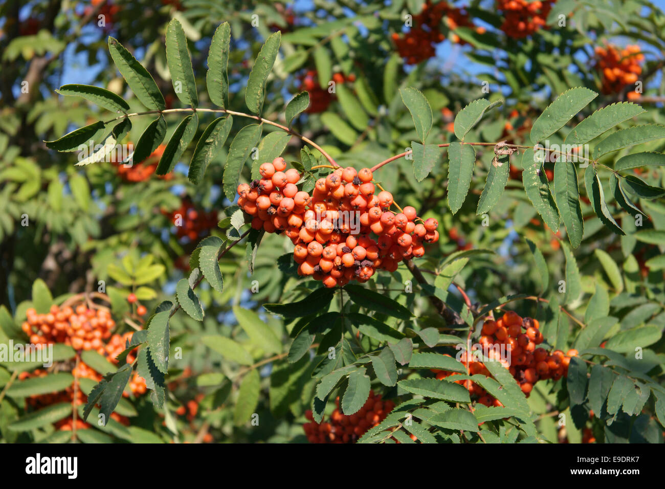 Ashberry tree hi-res stock photography and images - Alamy