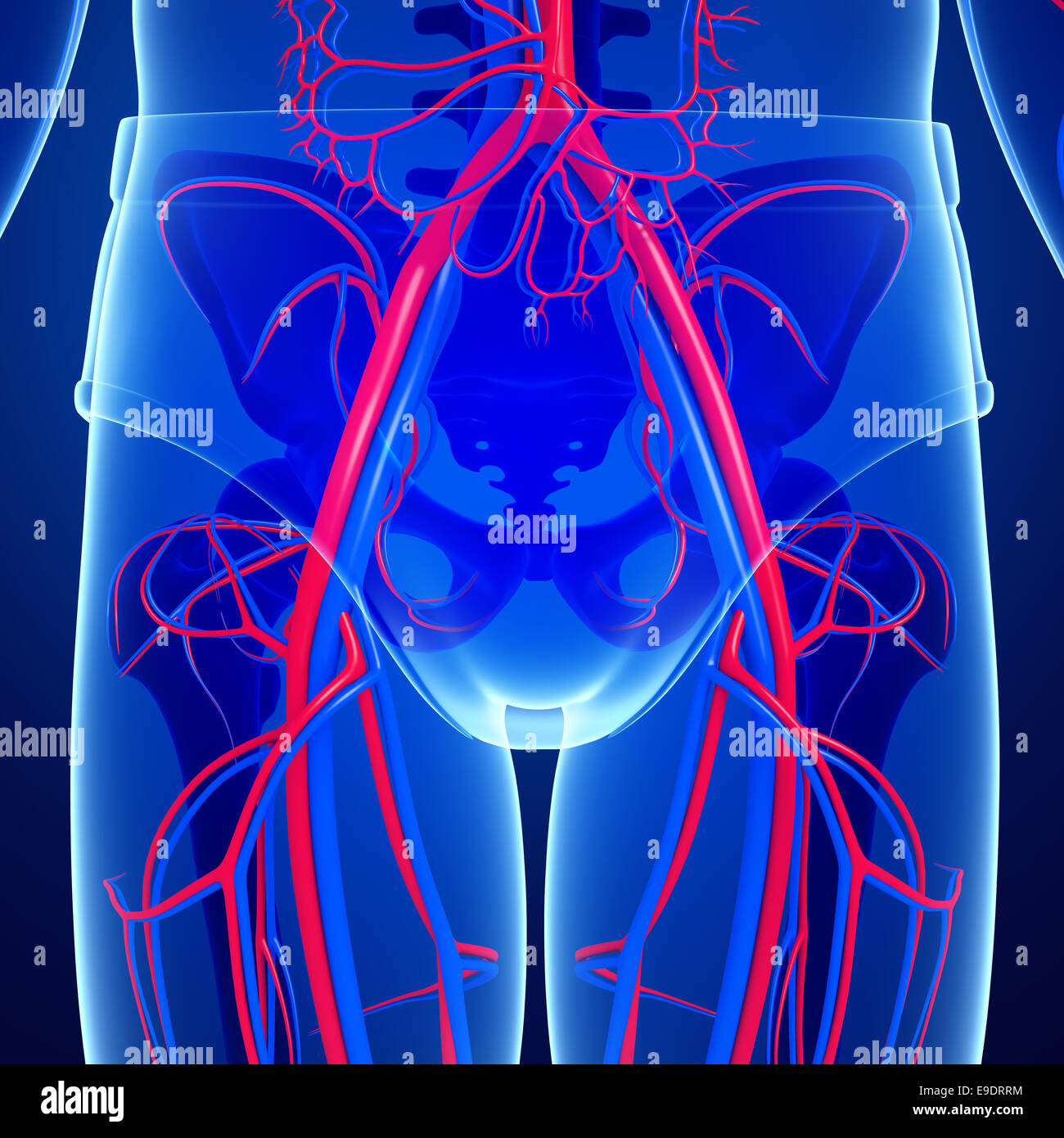 Pelvic artery hi-res stock photography and images - Alamy