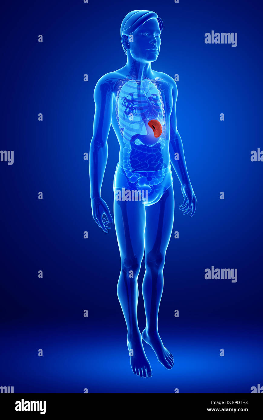 Illustration of male spleen anatomy Stock Photo - Alamy