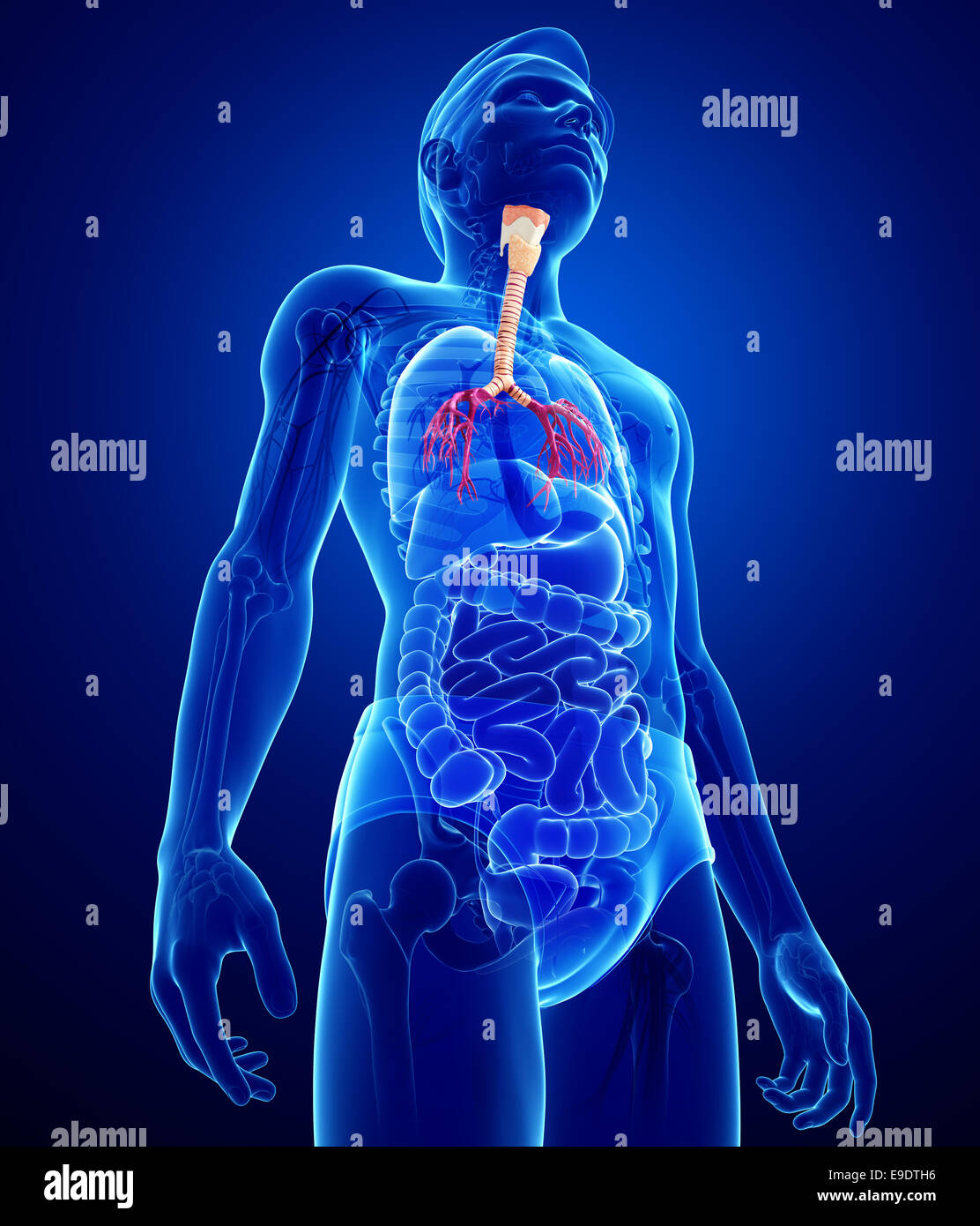 Illustration Of Male Throat Anatomy Stock Photo Alamy