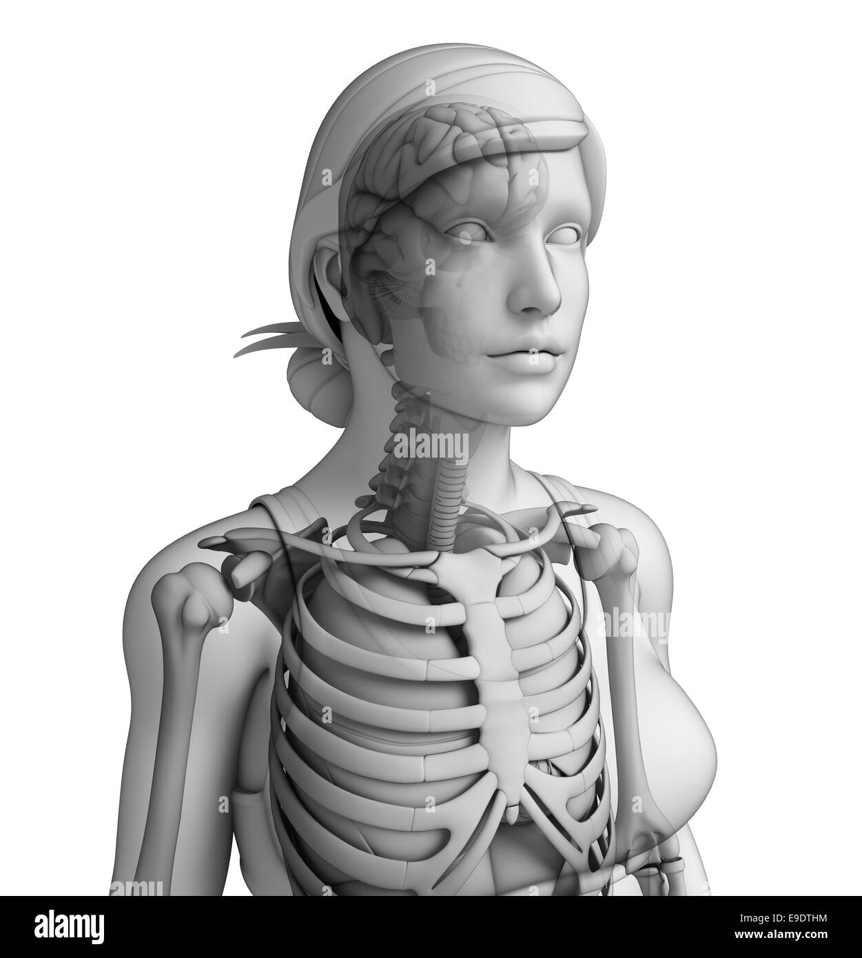 Respiratory system diaphragm Black and White Stock Photos & Images - Alamy