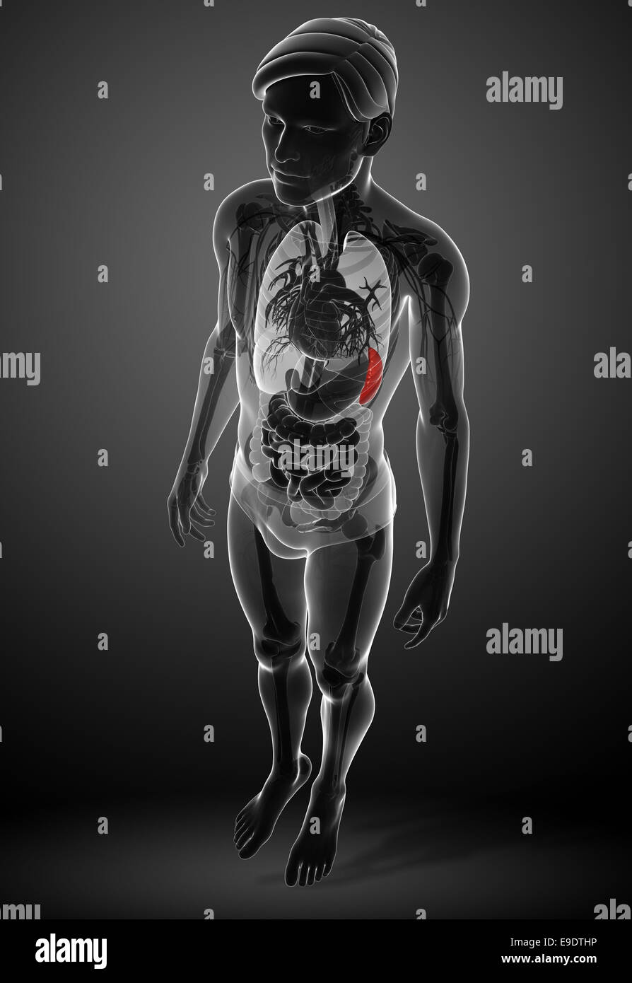Illustration of male spleen anatomy Stock Photo - Alamy