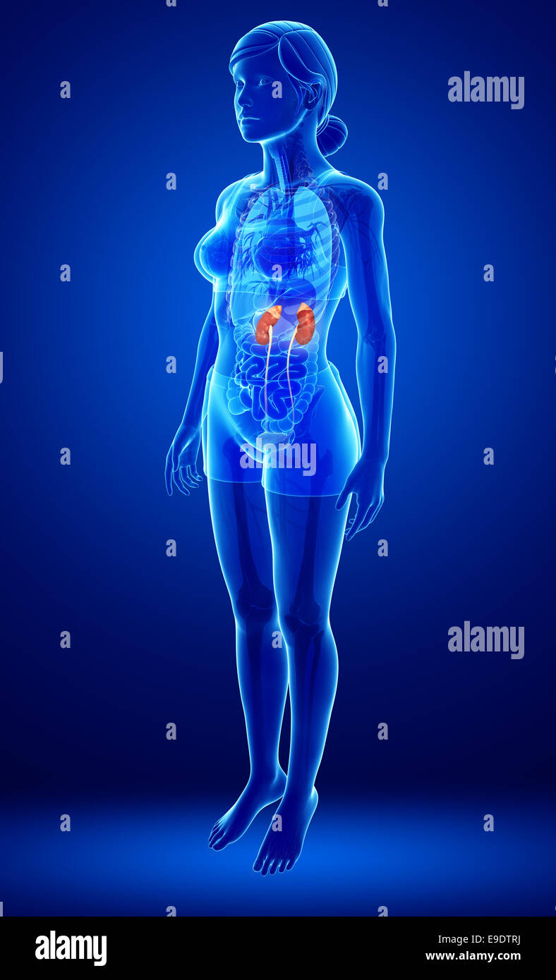 Illustration of Female urinary system Stock Photo Alamy