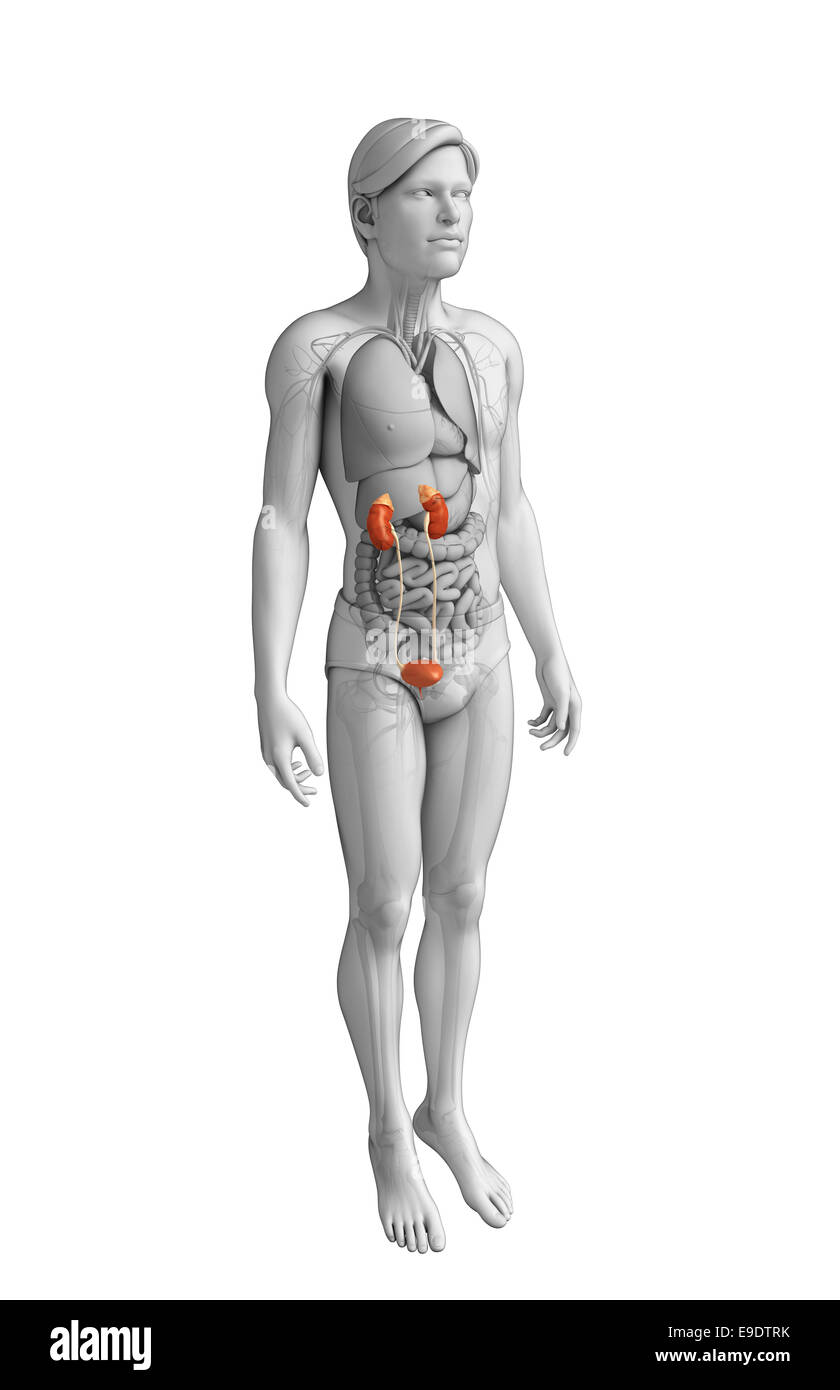 Illustration of Male urinary system Stock Photo - Alamy
