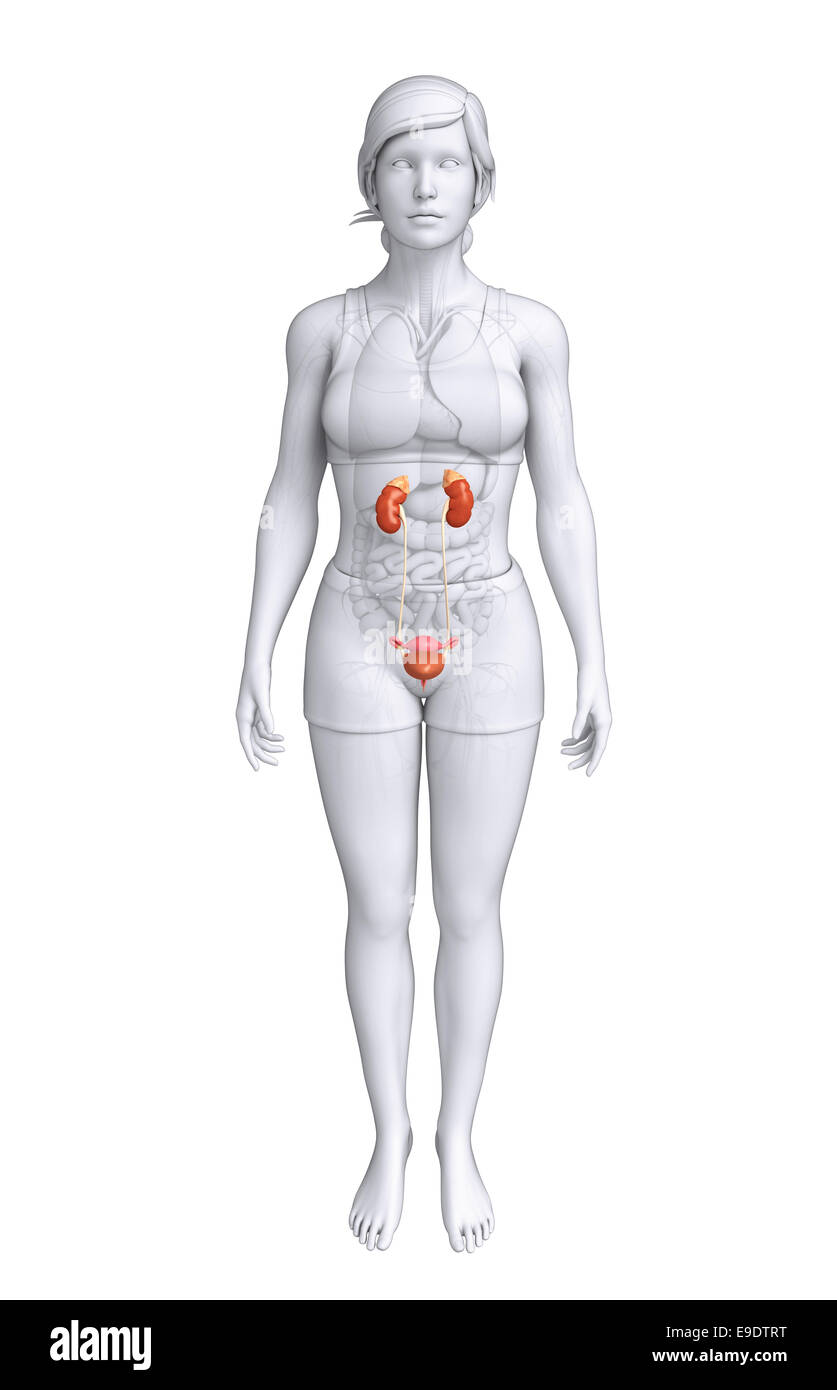 Illustration of Female urinary system Stock Photo - Alamy