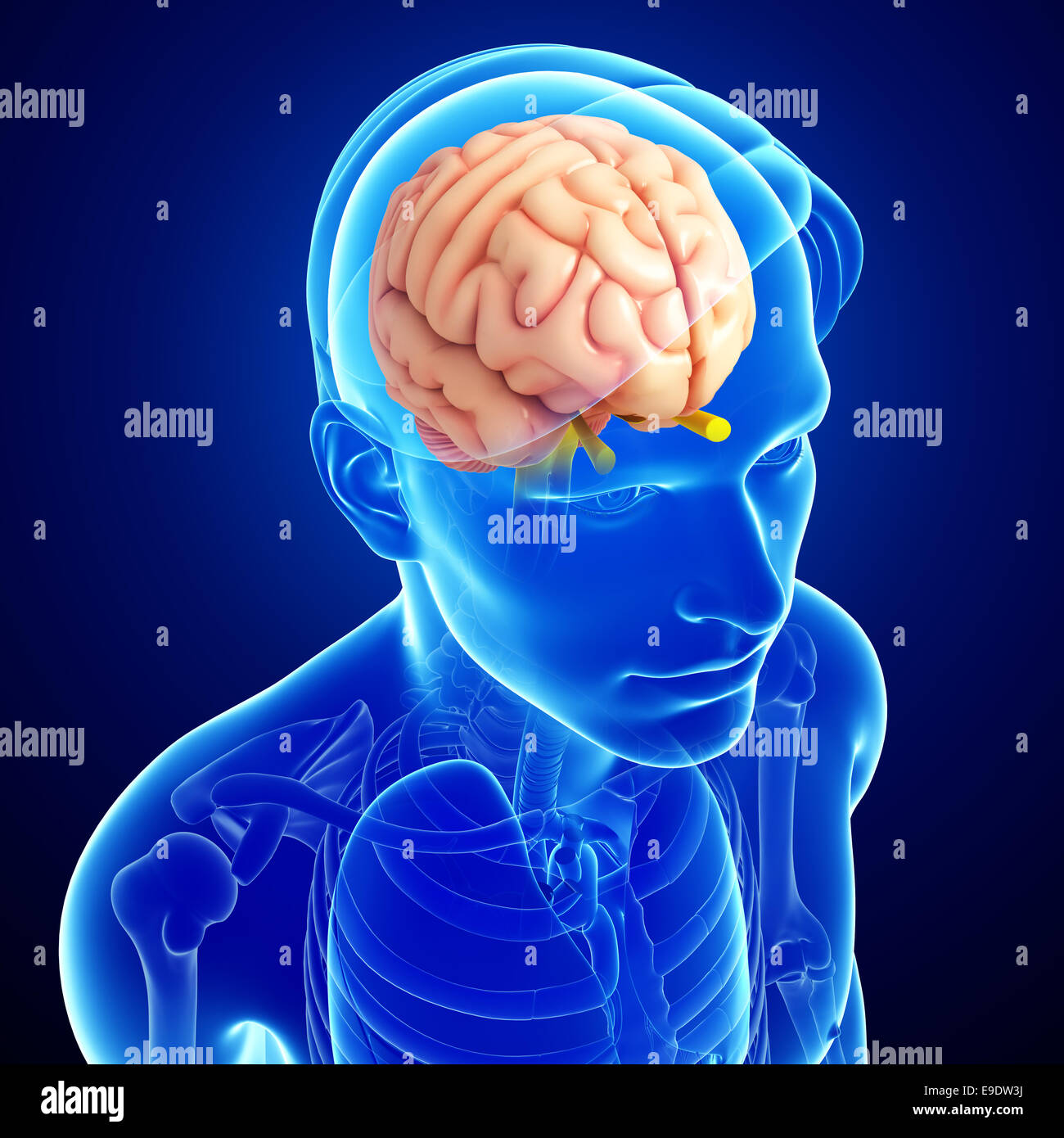 Мозг обновляется. Мозг обновляется. Исследования "настроение нации". Нейроны головного мозга. Нейровизуализационным методам.