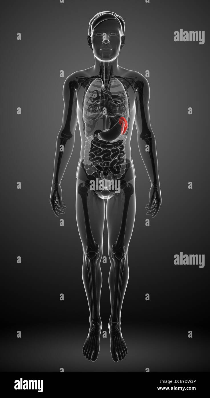 Illustration of male spleen anatomy Stock Photo - Alamy