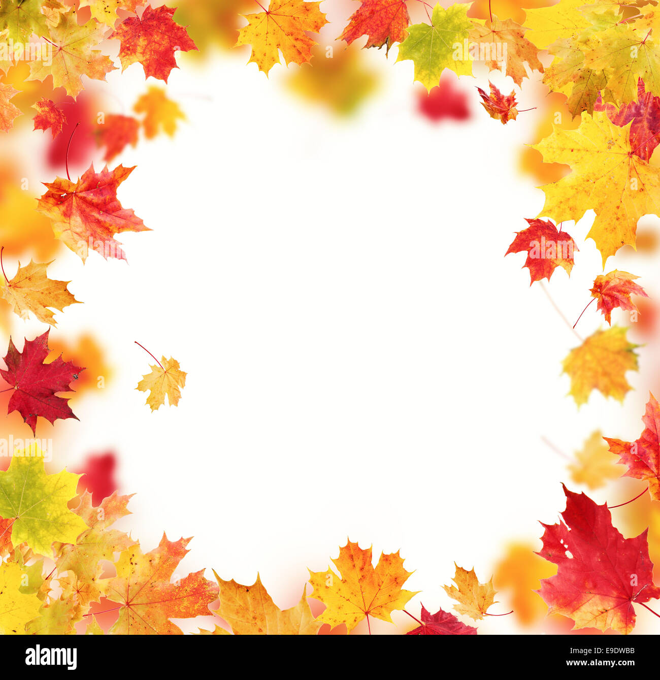 Colored autumn leaves isolated on white background Stock Photo - Alamy