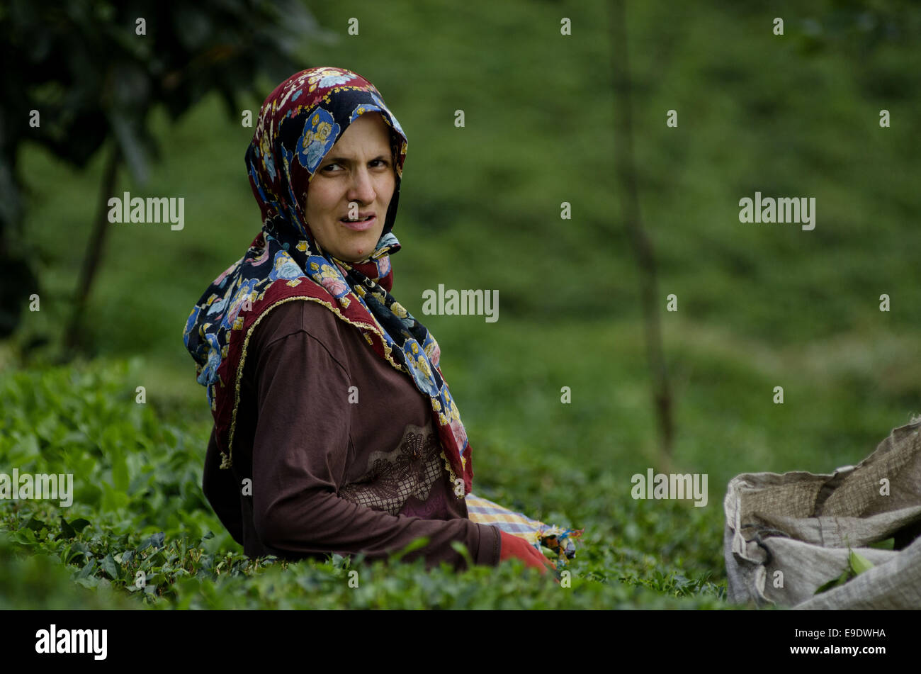 Sept. 5, 2014 - Rize, Black Sea, Turkey - Turkish women picking tea in ...