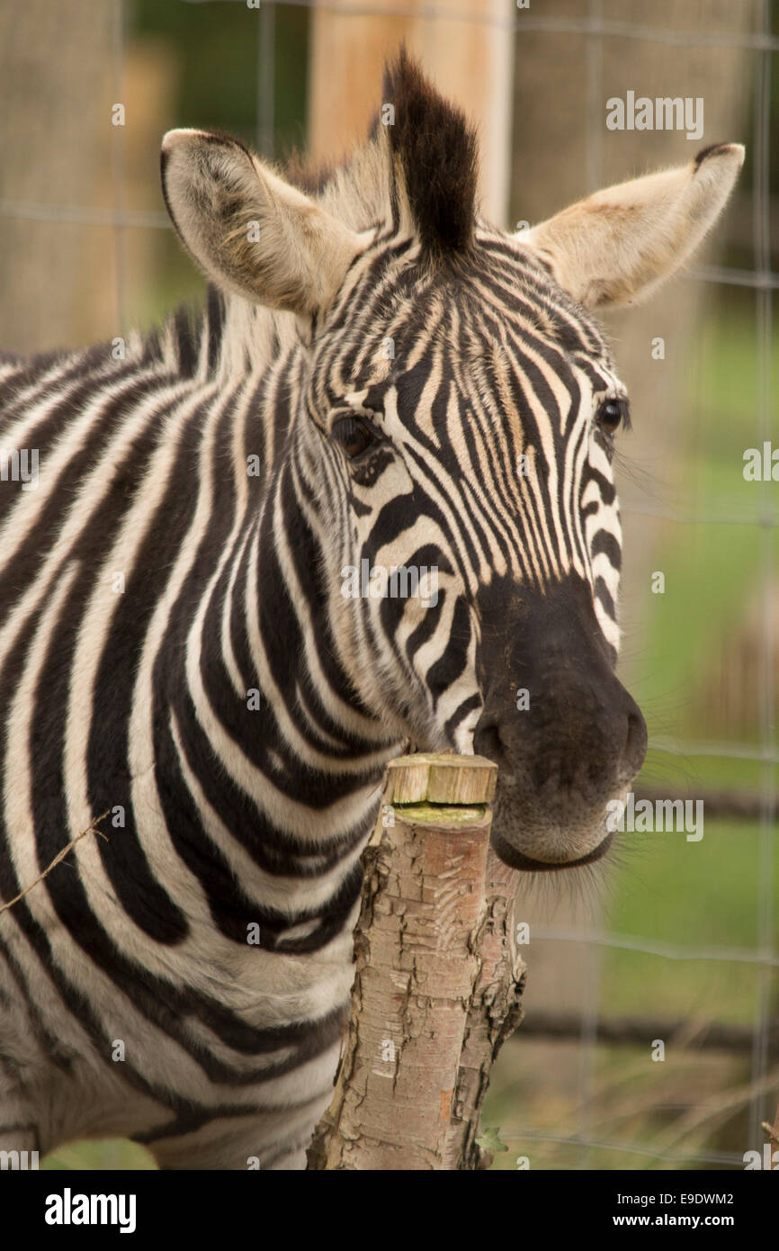 Zebra in Zoo Stock Photo - Alamy