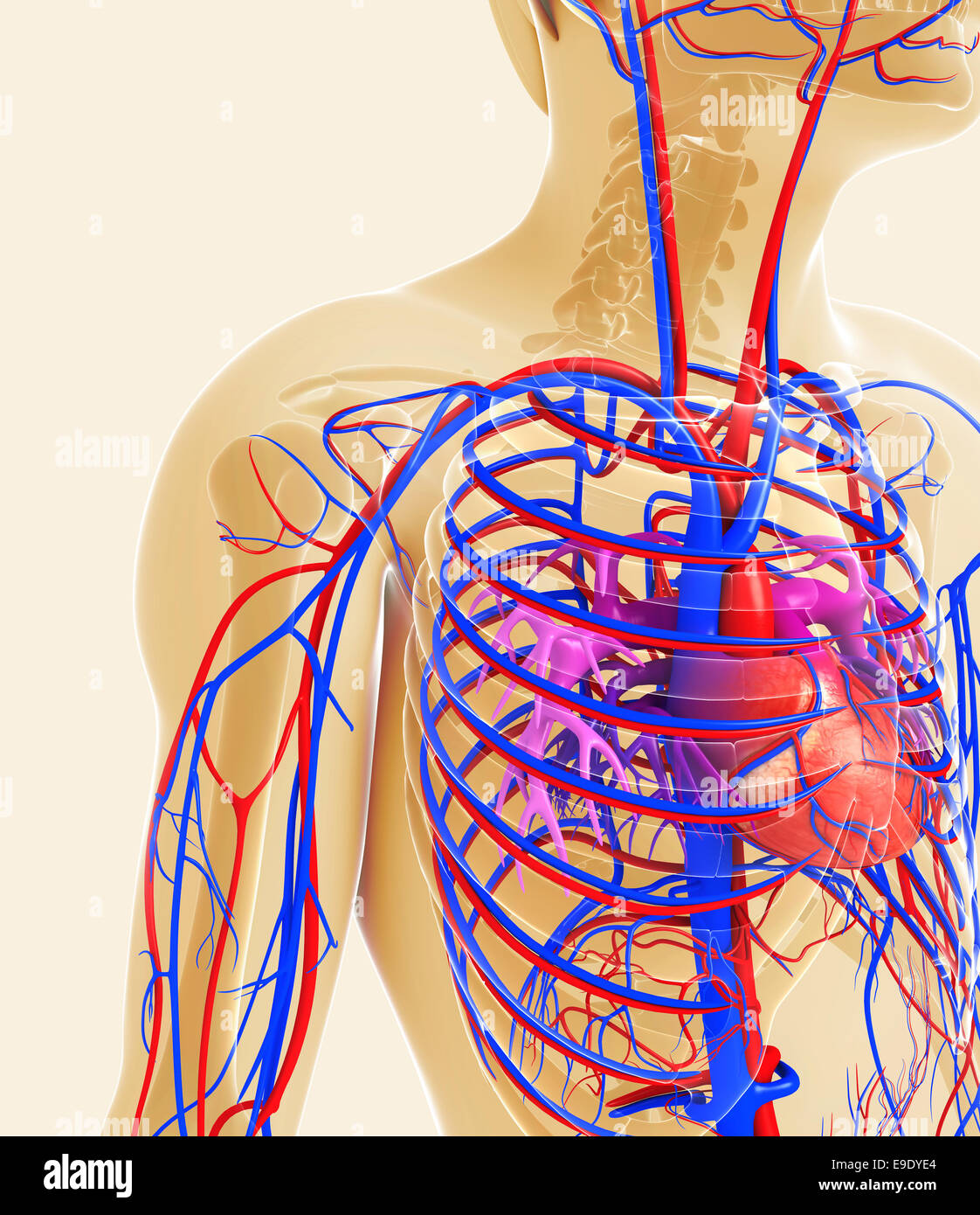 Illustration Of Human Heart Anatomy Stock Photo - Alamy