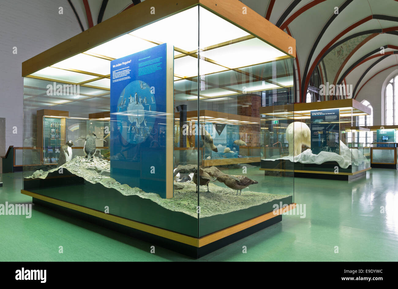 Deutsches Meeresmuseum, Stralsund, Germany, Europe Stock Photo - Alamy