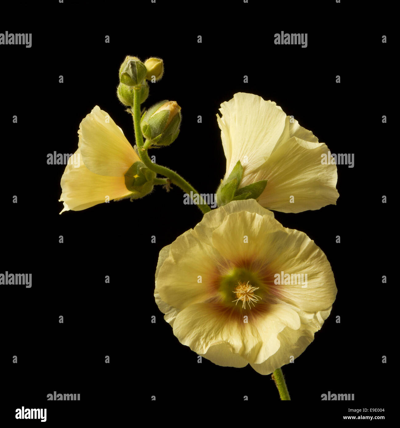 A lovely hollyhock, Alcea rosea, in shades of pastel yellow, set against a black background. Stock Photo