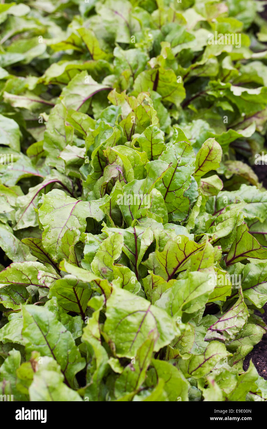 Beetroot 'Egyptian Turnip Rooted' growing in a vegetable garden. Stock Photo