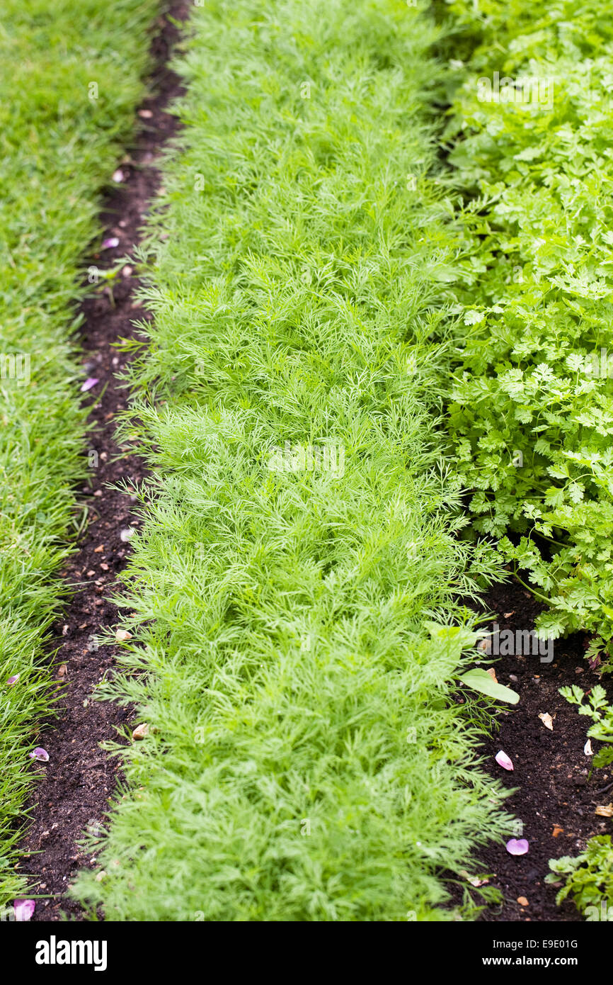 Dill 'Hera' growing in a vegetable garden. Stock Photo