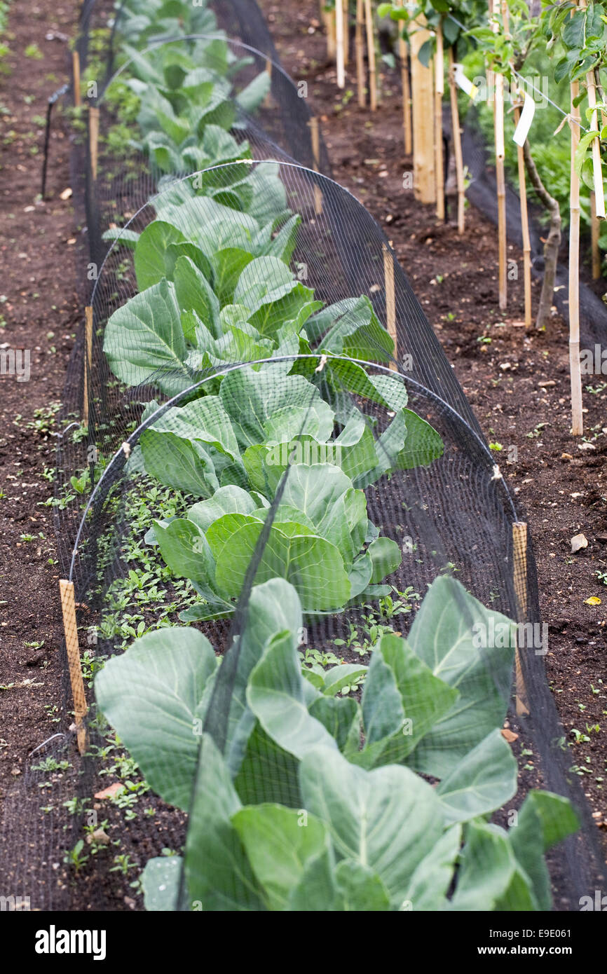 Edge Guard Vegetable Garden Vegetable Protection Stock Photos & Garden Vegetable Protection ...
