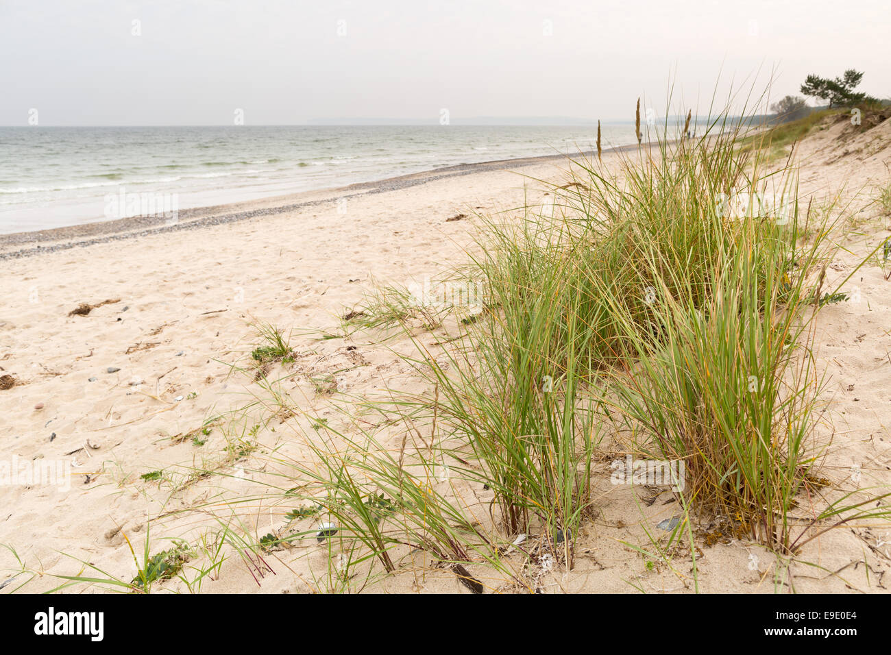 Marram at the beach near Prora, Ruegen, Germany, Europe Stock Photo