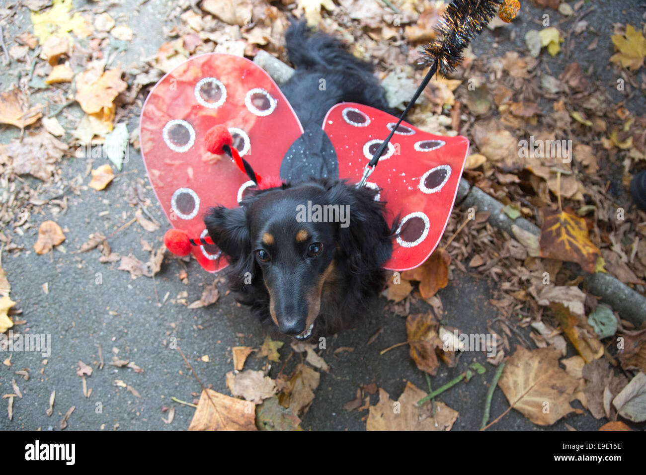 London, UK. 26 October 2014. Bella, 5, a long-haired miniature dachshund. Dogs dressed in Halloween costumes and their owners, some also in costume, gathered at the Spaniard's Inn pub before embarking on the annual Halloween Dog Walk on Hampstead Heath organised by animal charity "All Dogs Matter". Credit:  Nick Savage/Alamy Live News Stock Photo