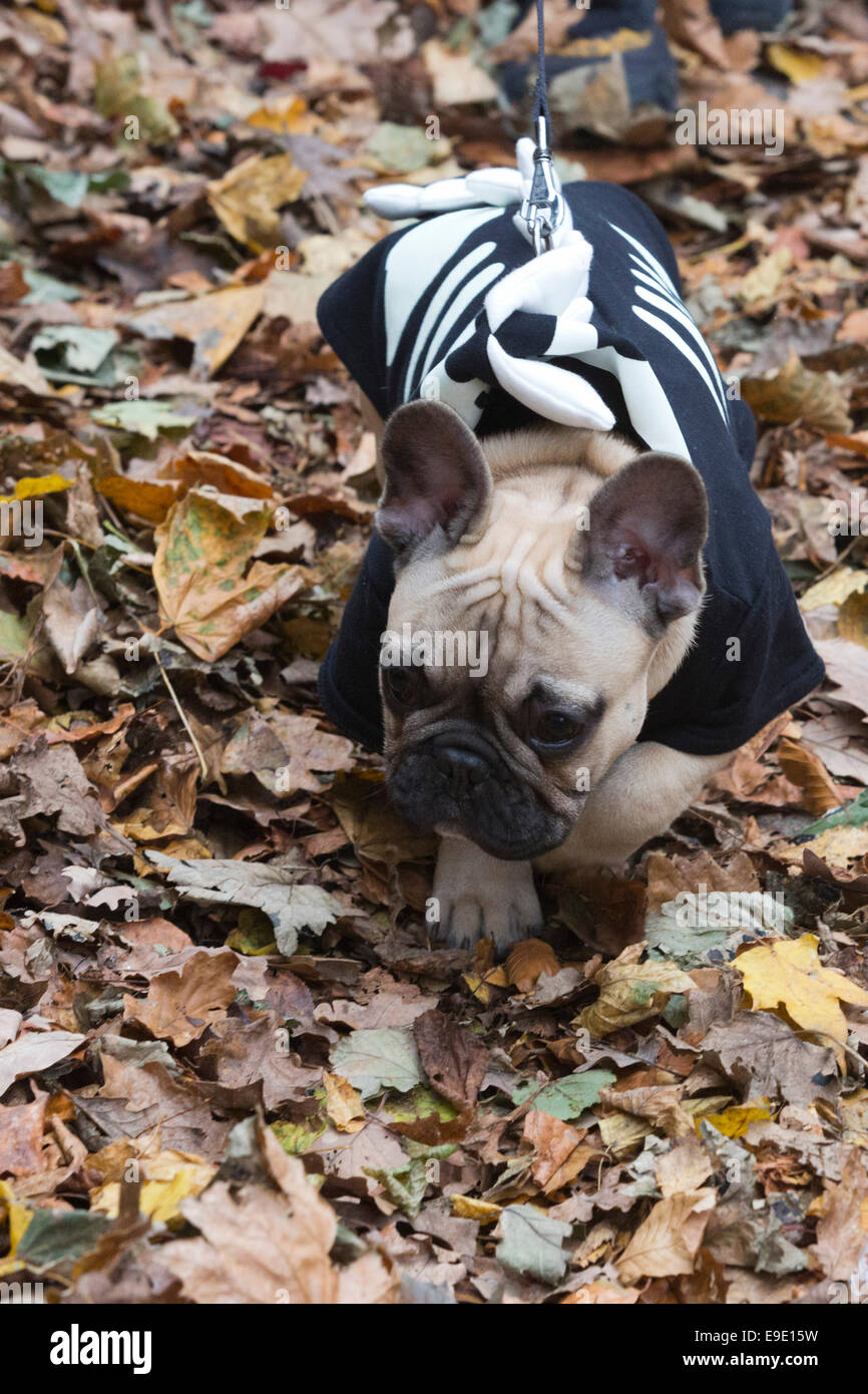 London, UK. 26 October 2014. Dogs dressed in Halloween costumes and their owners, some also in costume, gathered at the Spaniard's Inn pub before embarking on the annual Halloween Dog Walk on Hampstead Heath organised by animal charity 'All Dogs Matter'. Credit:  Nick Savage/Alamy Live News Stock Photo