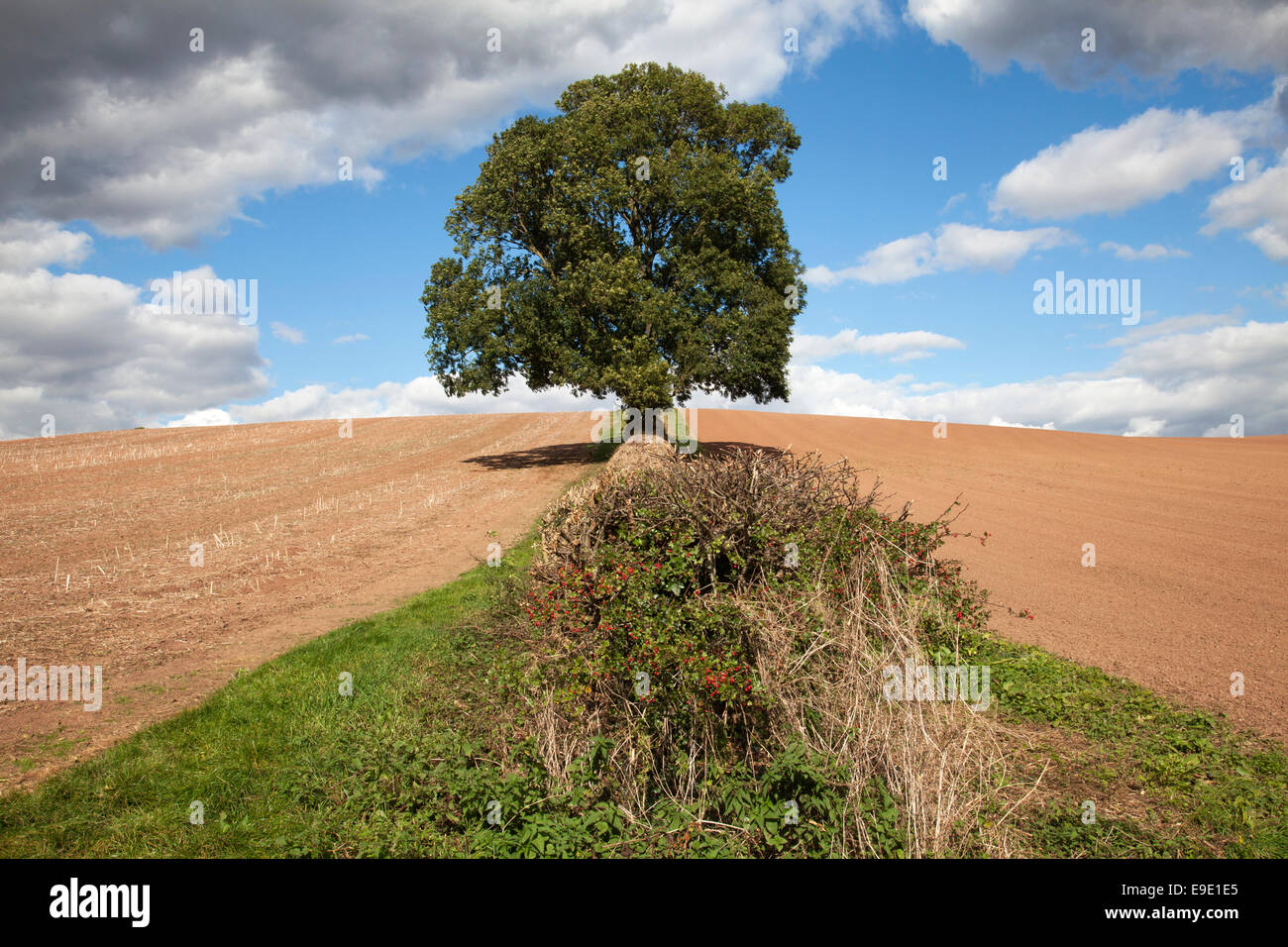 A hedgerow between fields on a farm in the U.K. Stock Photo