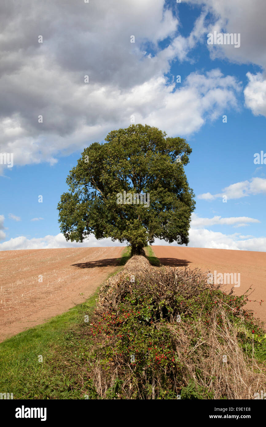 A hedgerow between fields on a farm in the U.K. Stock Photo