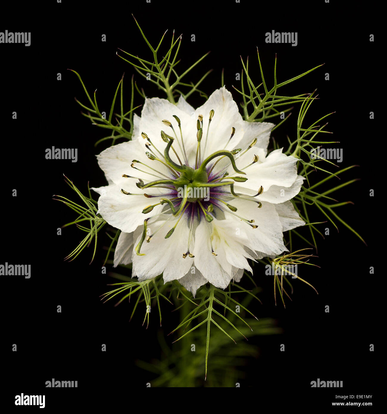 A single flower of Nigella damascena - known by gardeners as 'love-in-a-mist' - in close-up and set against a black background. Stock Photo