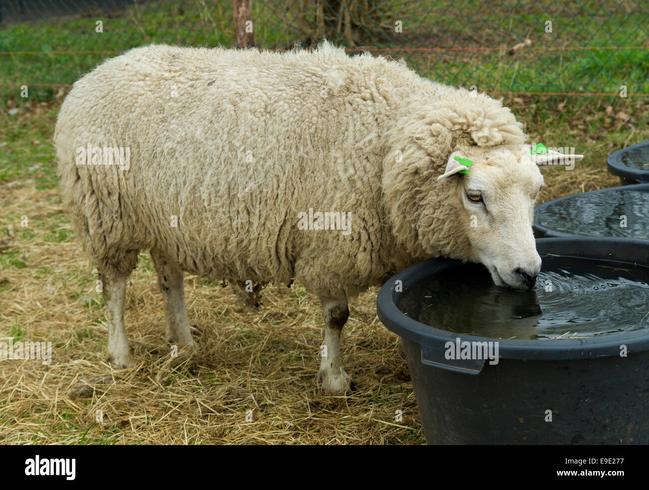 Farm animal drinking water hi-res stock photography and images - Alamy Farm animal drinking water hi-res stock photography and images - Alamy