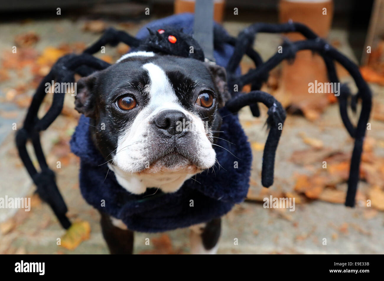 Dog dressed up like a spider clearance