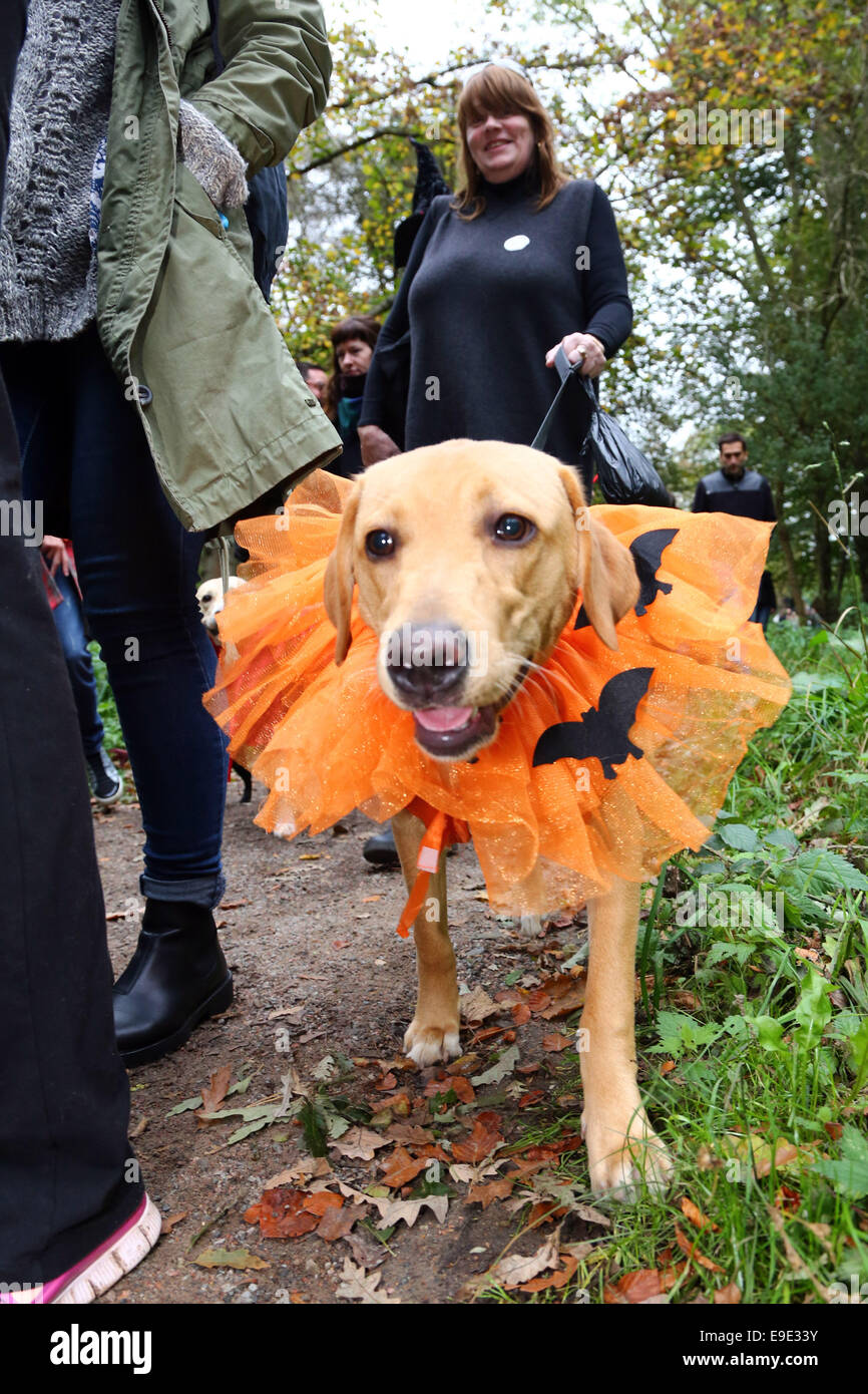 Dogs halloween costumes uk sales