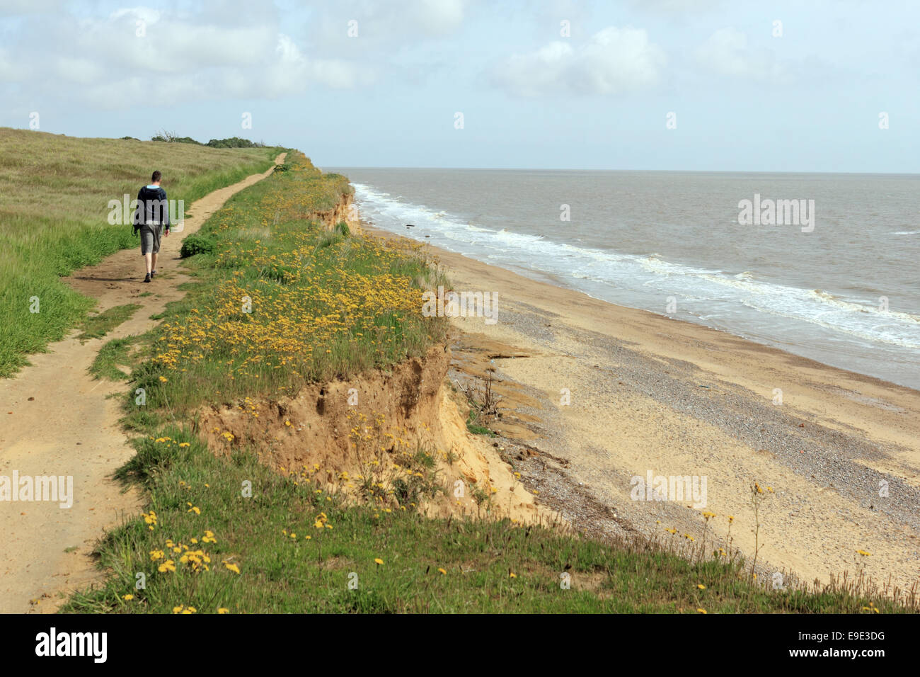 Farmland above sandstone cliffs subject to coastal erosion between Benacre and Covehithe, Suffolk, England, UK Stock Photo