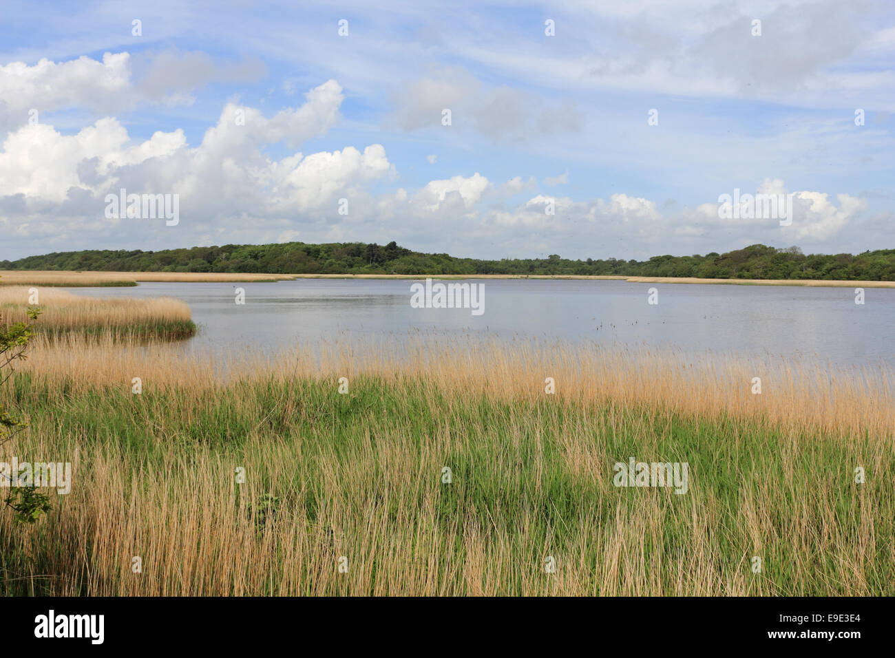 Benacre National Nature Reserve near Covehithe, Suffolk, England, UK ...