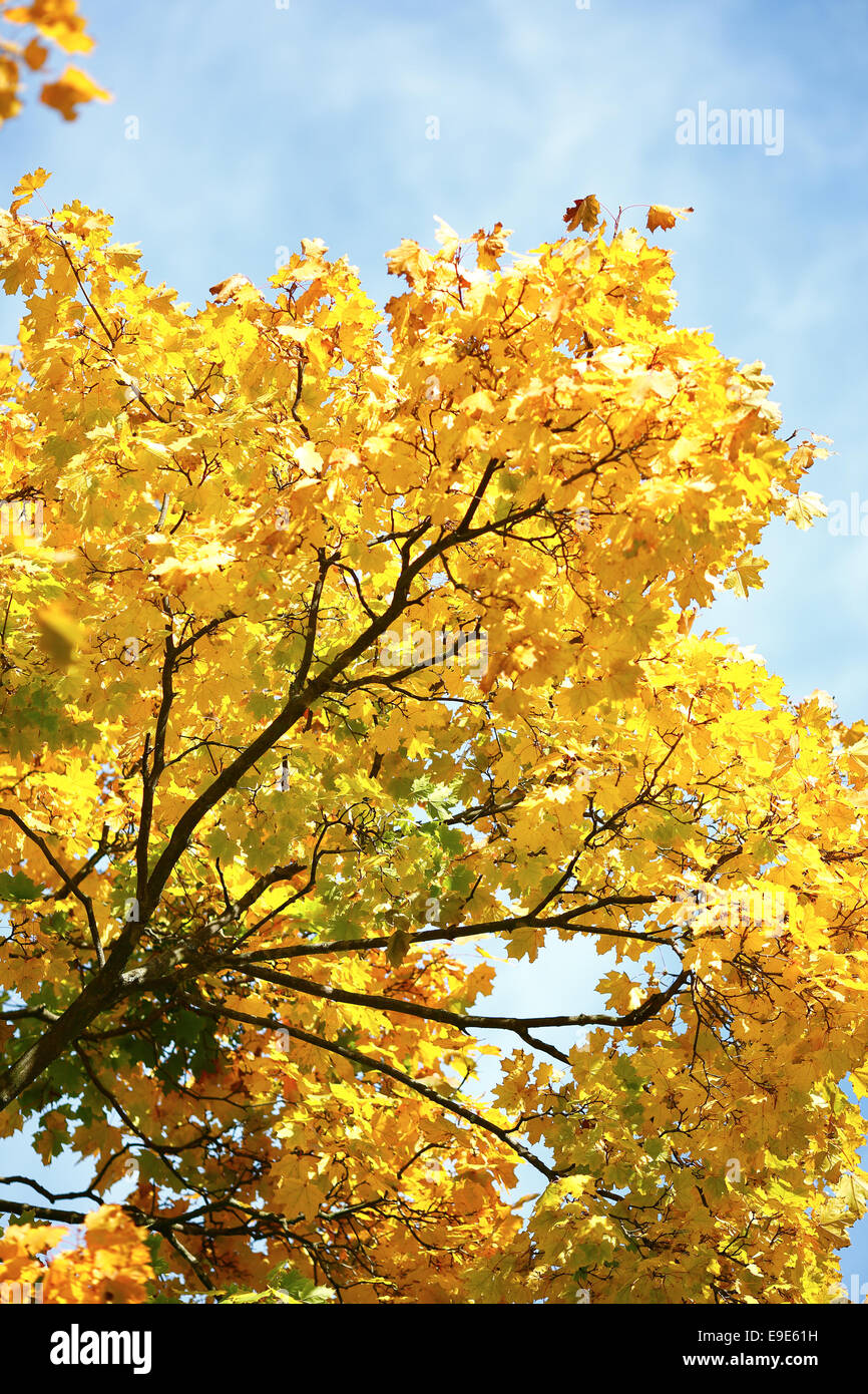 Tree branch gold leaves hi-res stock photography and images - Alamy