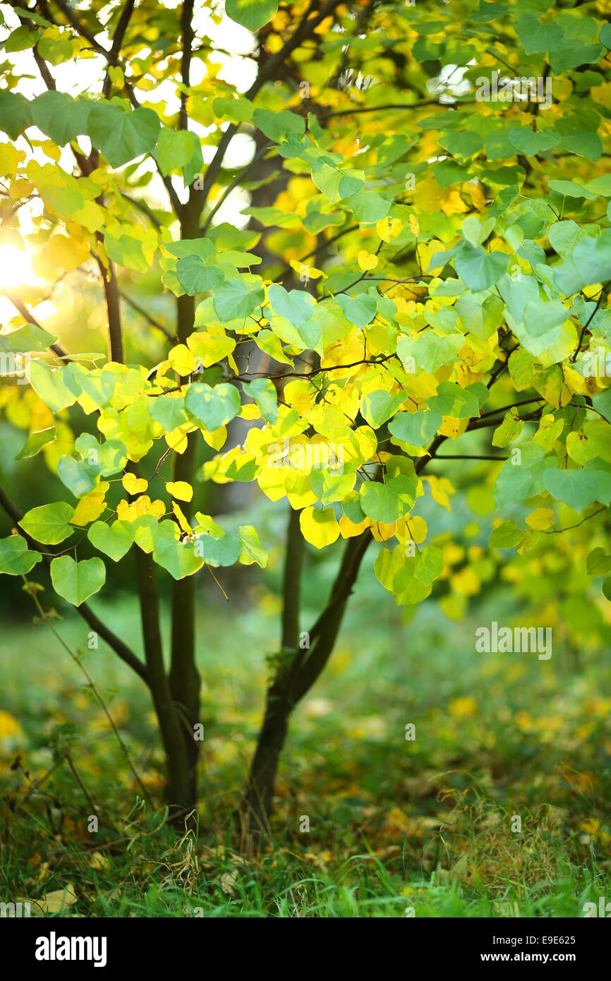 Young tree with green and yellow leaves in the sunlight, nature Stock ...