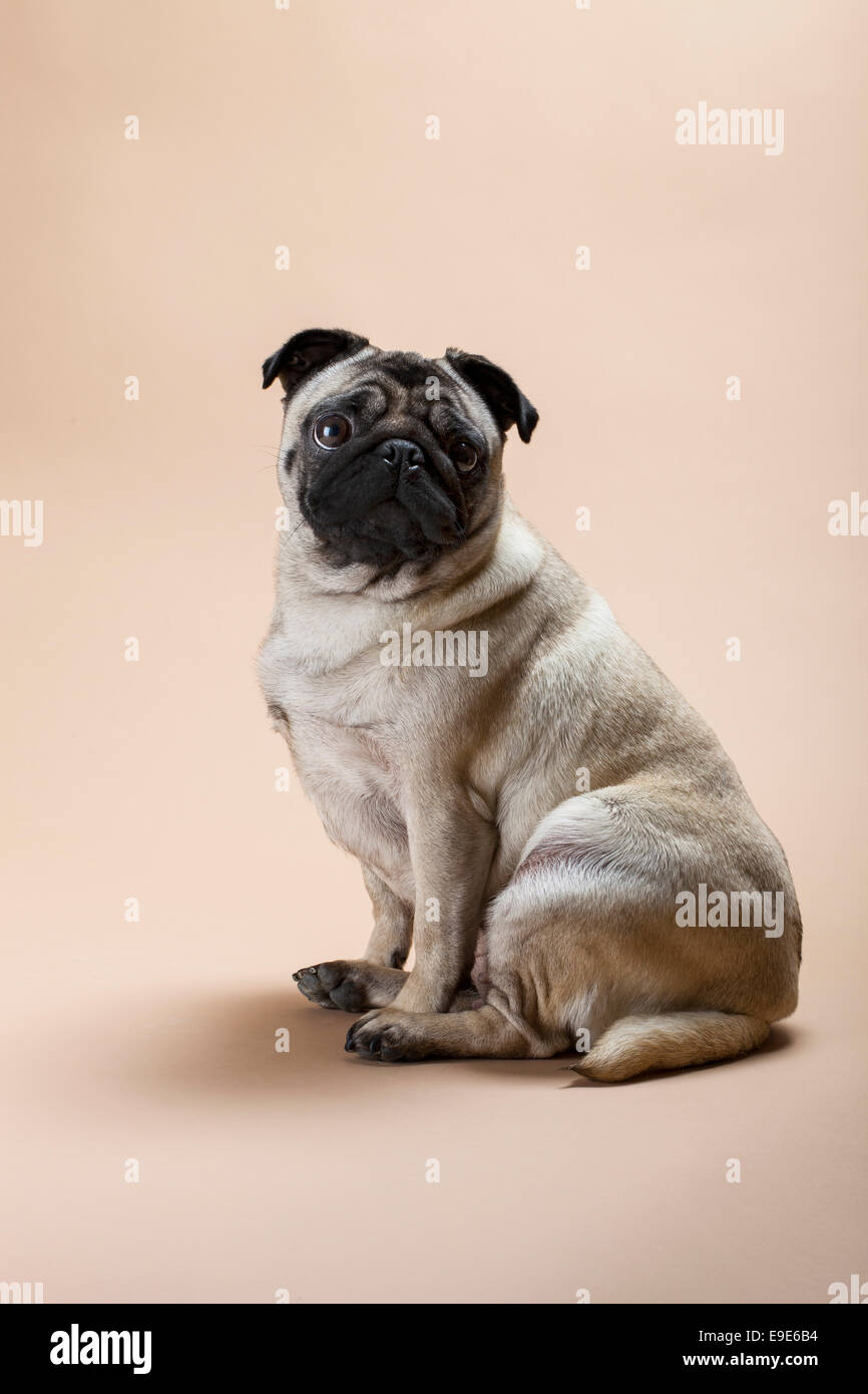 Cute Pug Dog Cute Animal Fawn Brown Stock Photo