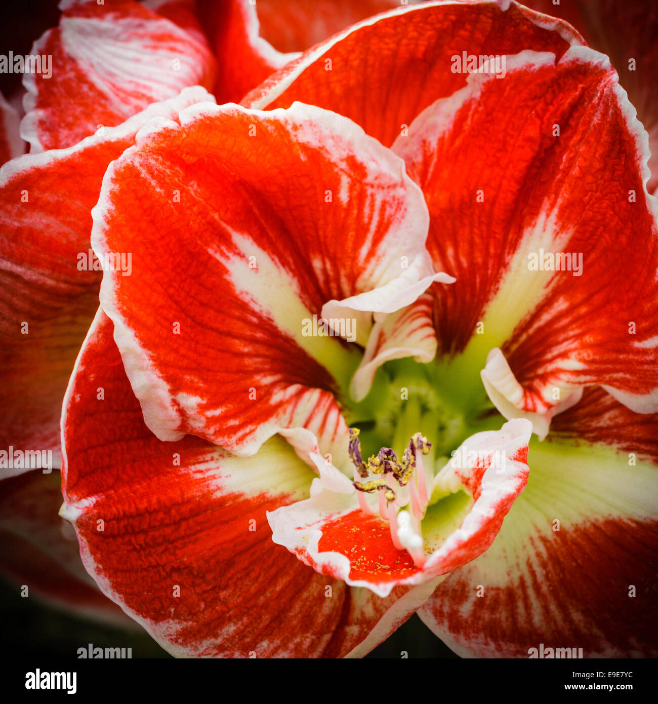 Amaryllis Red White Square Vignette Shallow depth of field Stock Photo