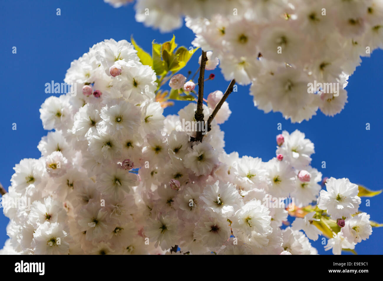 White Cherry Blossom against a bright blue sky Stock Photo