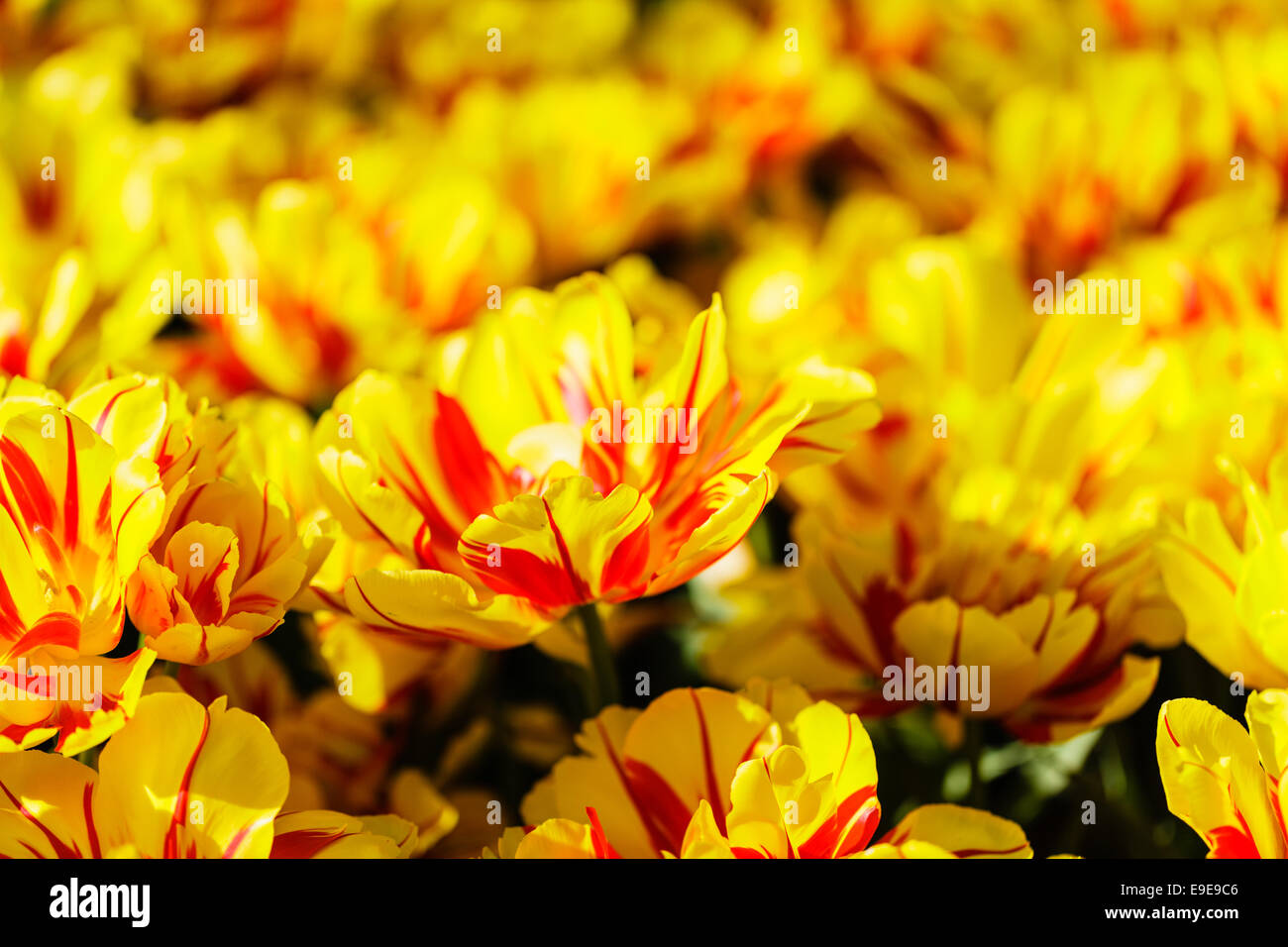 Open Yellow and Red Tulips shallow depth of field Stock Photo