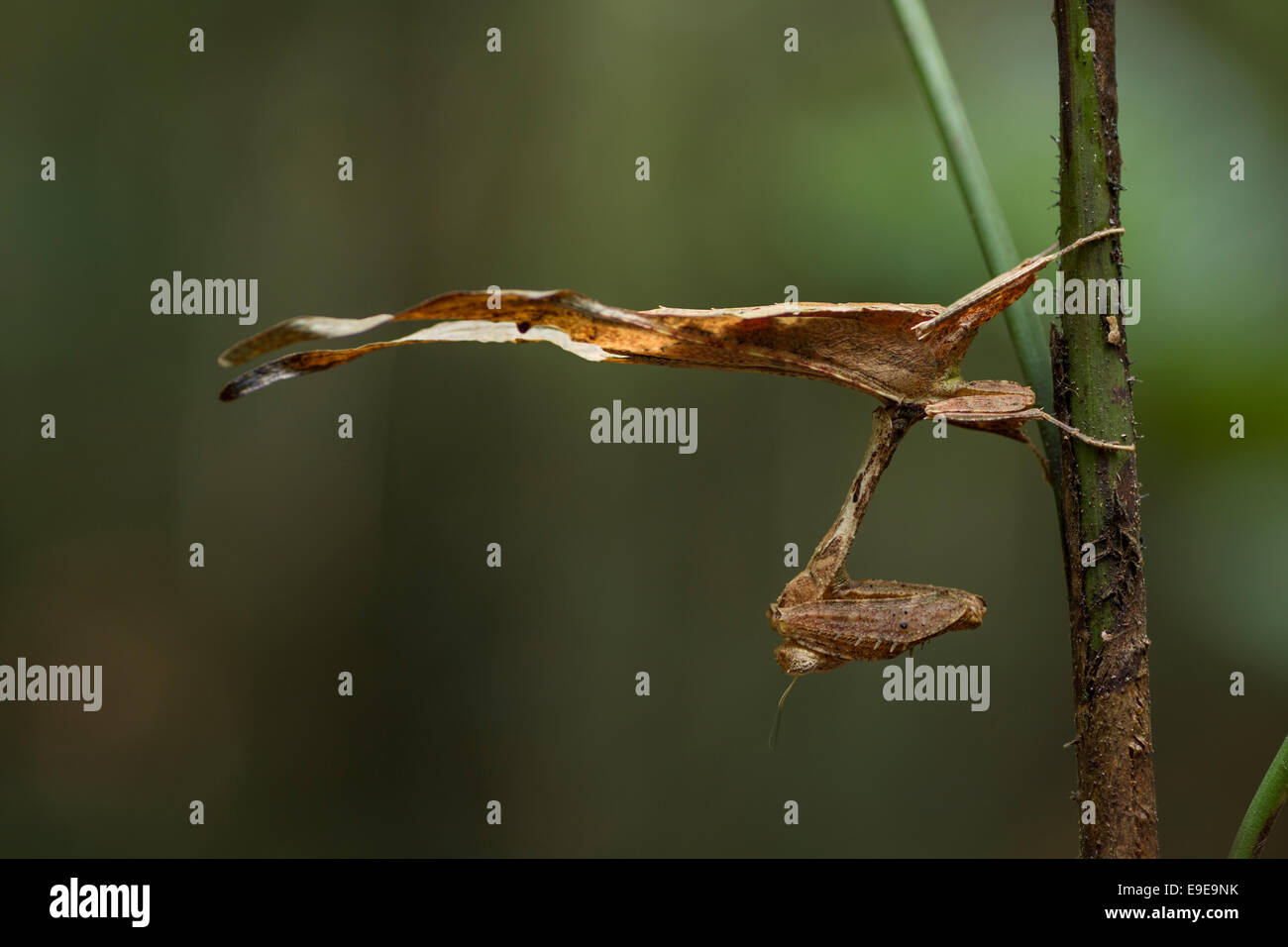 A Praying Mantis in the Amazon rainforest, Peru. Stock Photo