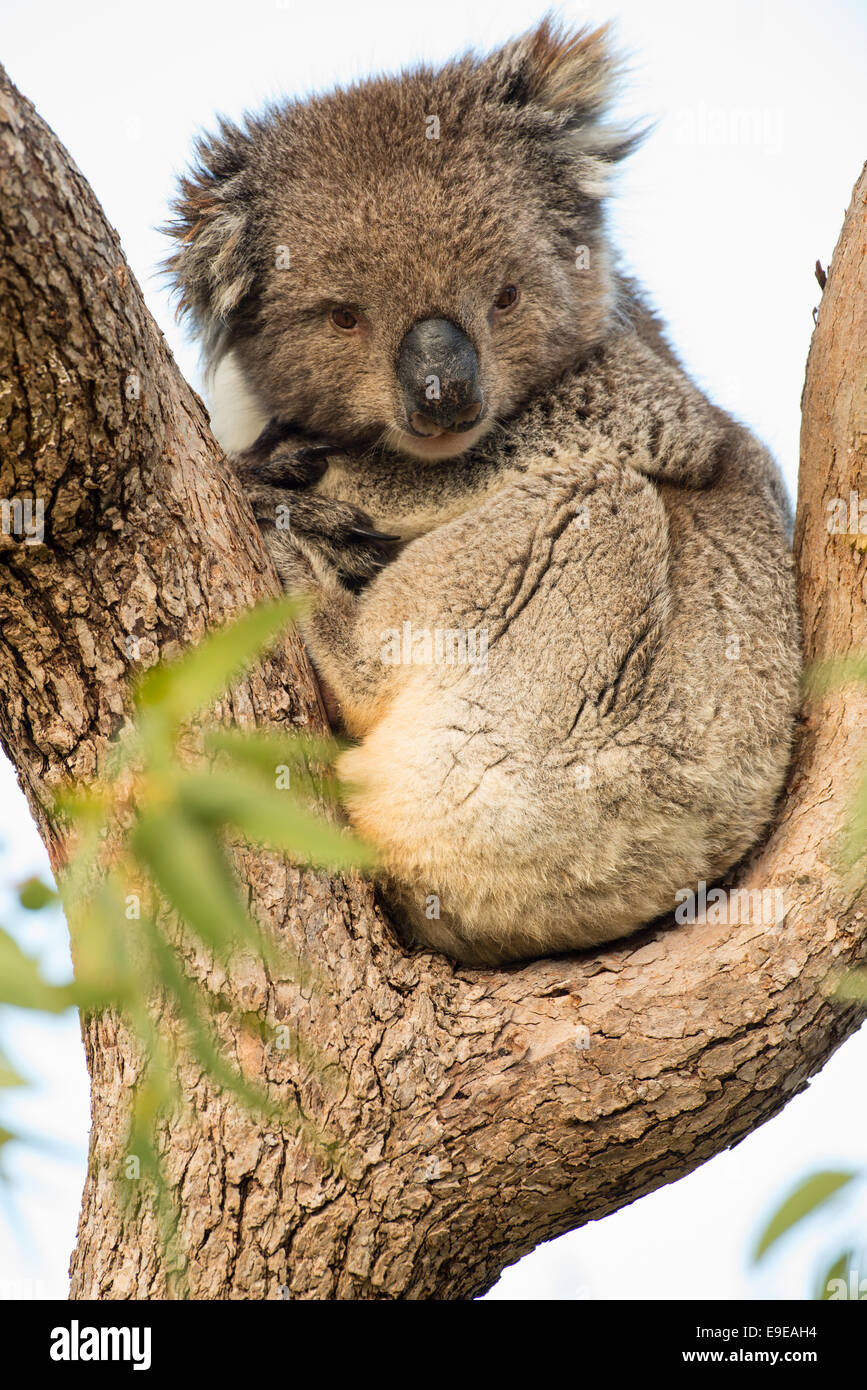 Stock photo of a koala resting in a eucalyptus tree, Australia Stock ...