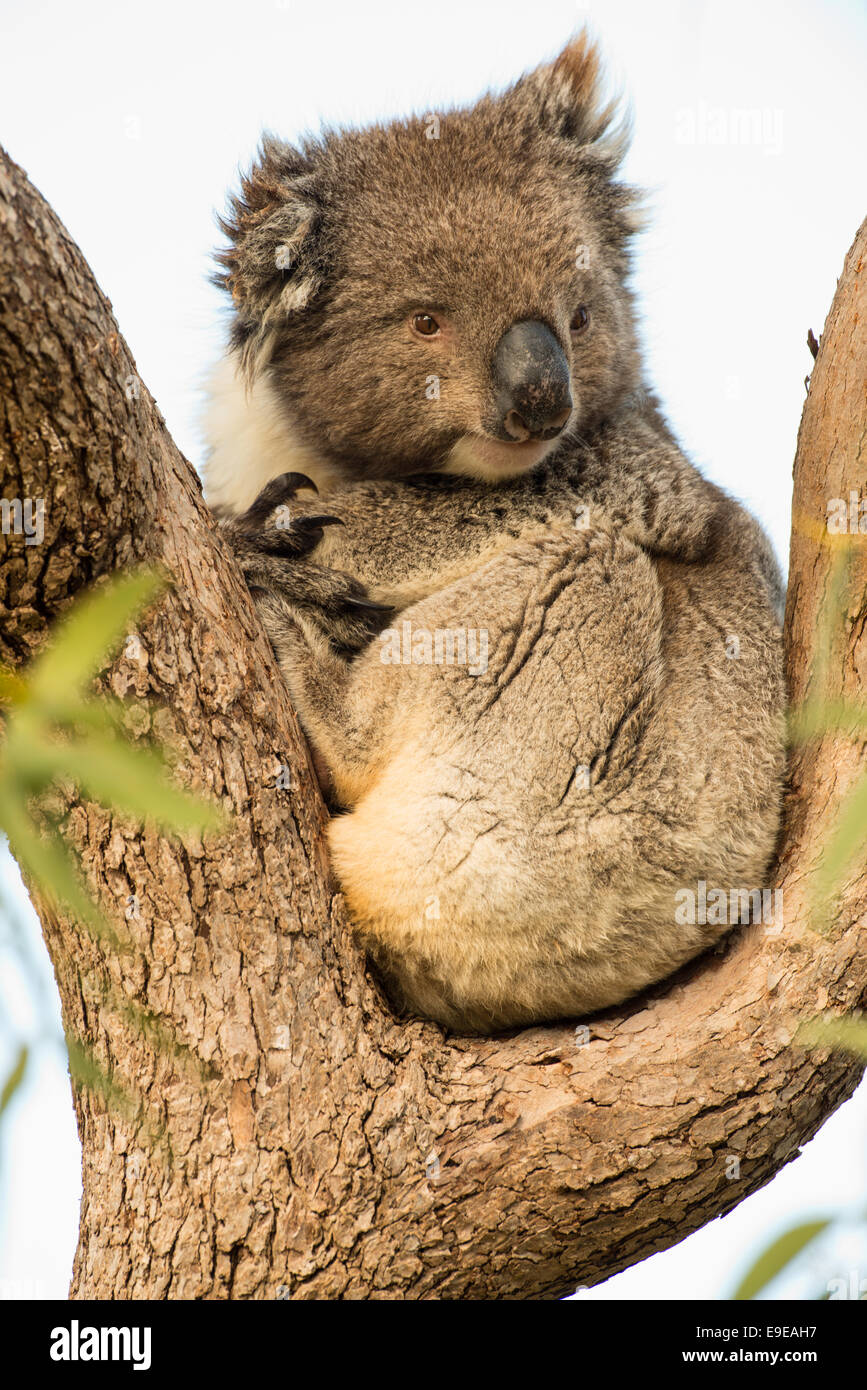 Stock photo of a koala resting in a eucalyptus tree, Australia Stock ...