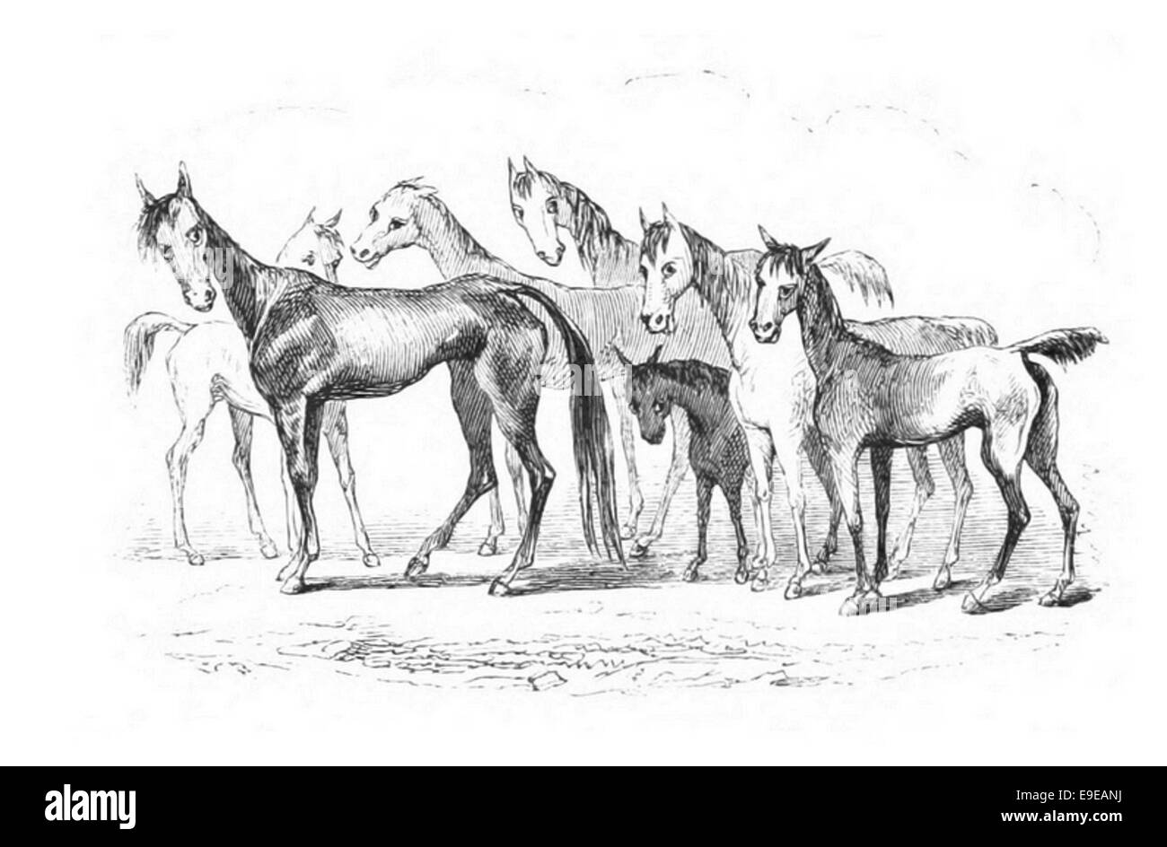This 1855 illustration by Maryatt depicts Rowe's Lot, providing a detailed view of the property layout and surrounding environment during the mid-19th century, highlighting its architectural and urban features. Stock Photo